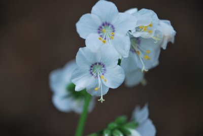 Polemonium caeruleum - jirnice modrá